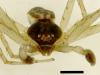 Philodromus dispar
